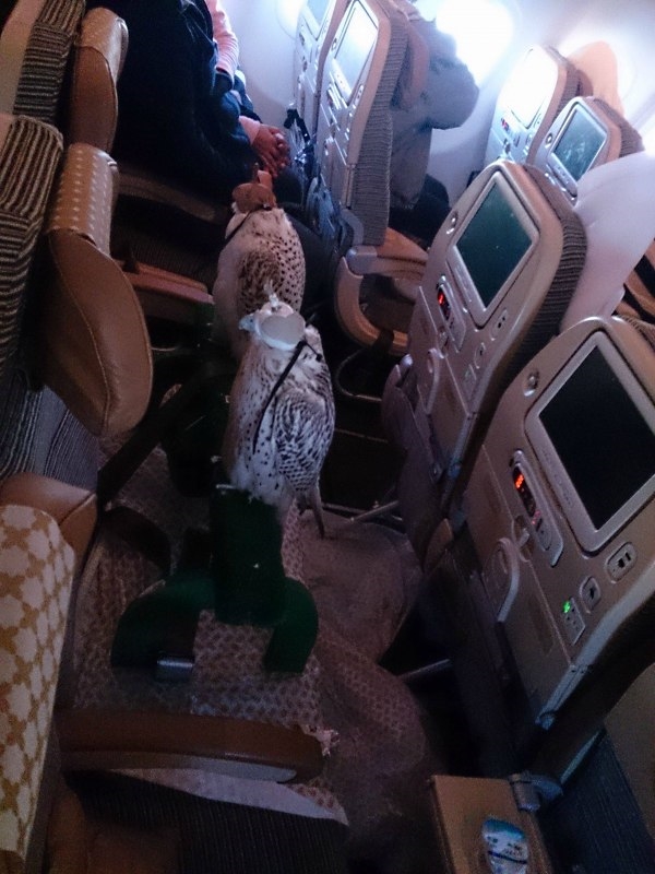 アラブの富豪が”鷹”のために飛行機の座席を12席分購入して座らせる002